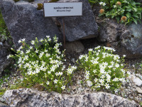 /album/fotogalerie-nabidka/tatl32-minuartia-langii-jpg/